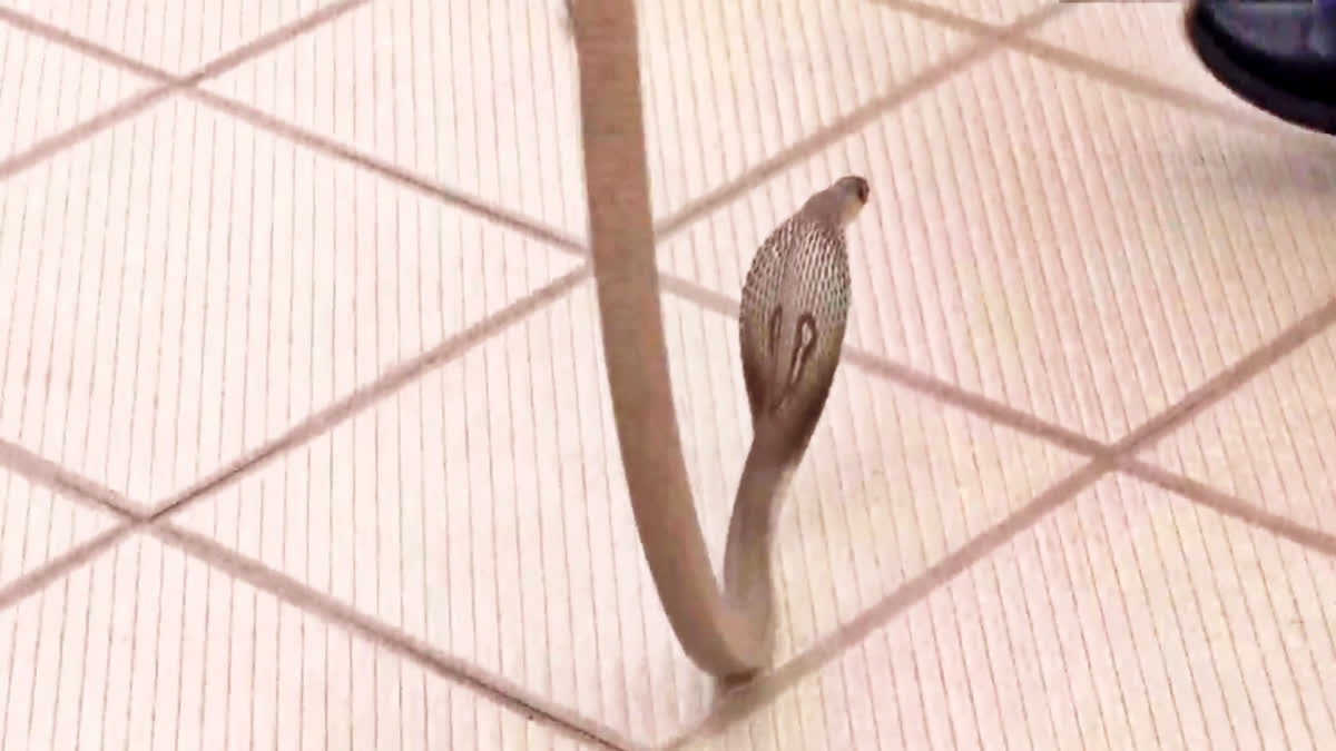 Watch: Snake sneaks into BJP office amid Karnataka Assembly election