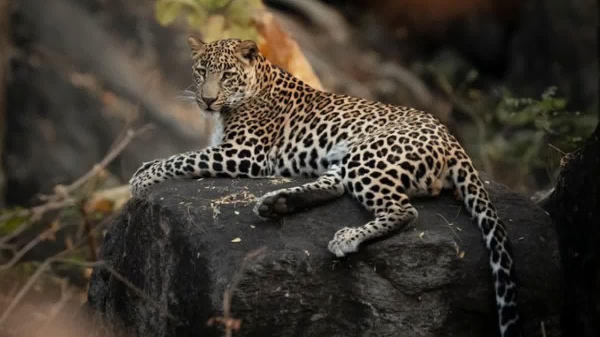 tiger in thulapally vattappara  thulapally vattappara  tiger presence in thulapally  forest department monitor thulapally  forest department  വനം വകുപ്പ്  വനം വകുപ്പ് തുലാപ്പള്ളി  തുലാപ്പള്ളി വട്ടപ്പാറ  തുലാപ്പള്ളി വട്ടപ്പാറയില്‍ പുലിയിറങ്ങി  തുലാപ്പള്ളിയിൽ വനം വുകപ്പ് നിരീക്ഷണം  പുലി