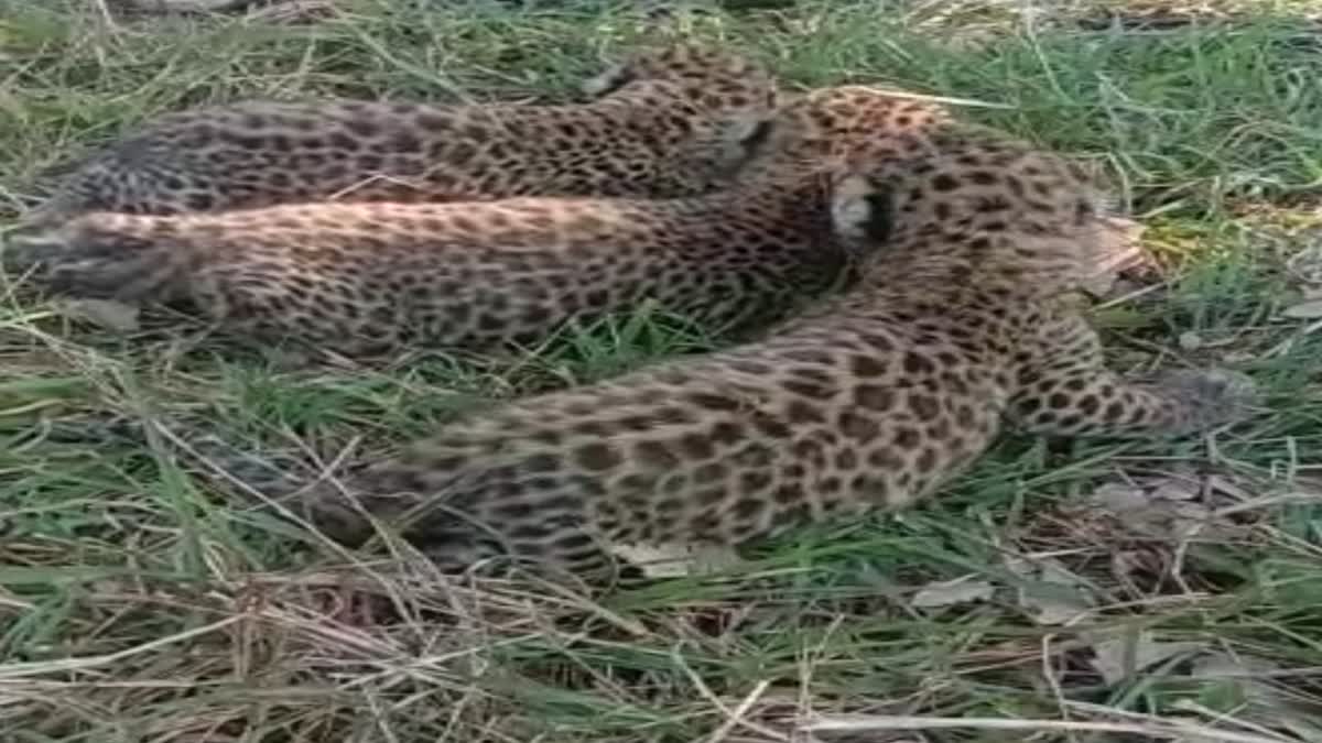 shahdol 3 small leopard cubs found