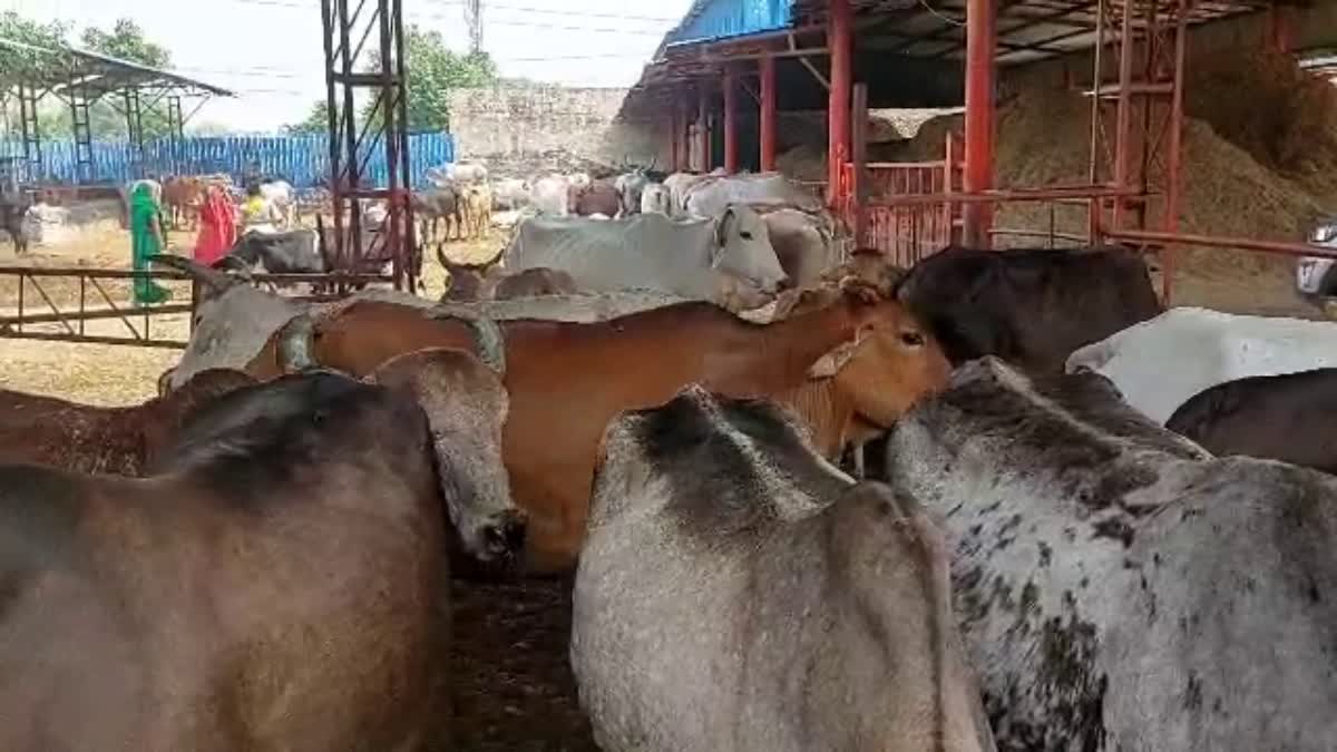 Fodder problem in Ballabhgarh gaushala