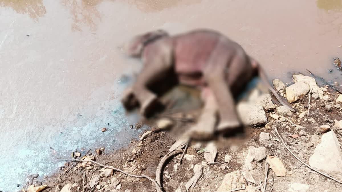 Baby elephant dies in PTR area In latehar