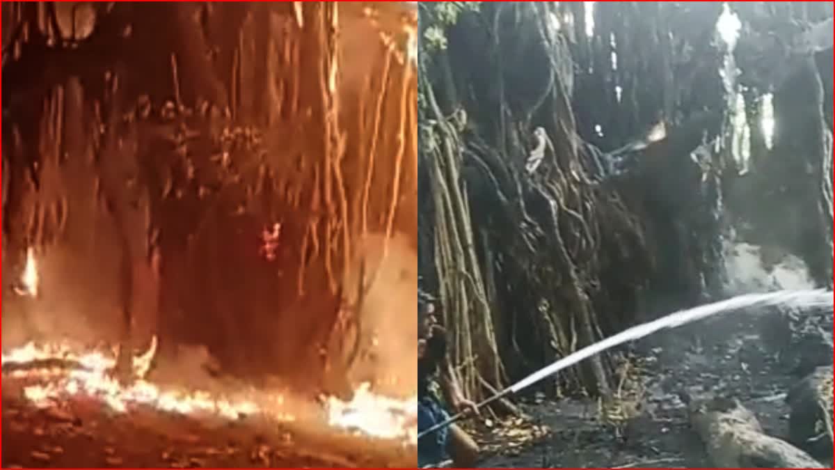 200 years old giant banyan tree caught fire