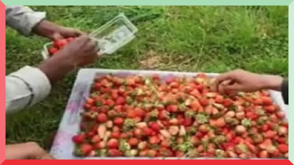 rains-destroy-30-percent-of-strawberry-in-kashmir