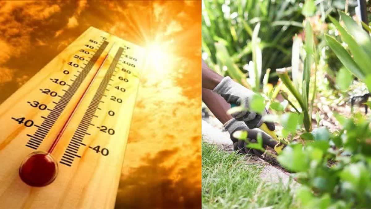 How to keep garden safe from summer heat