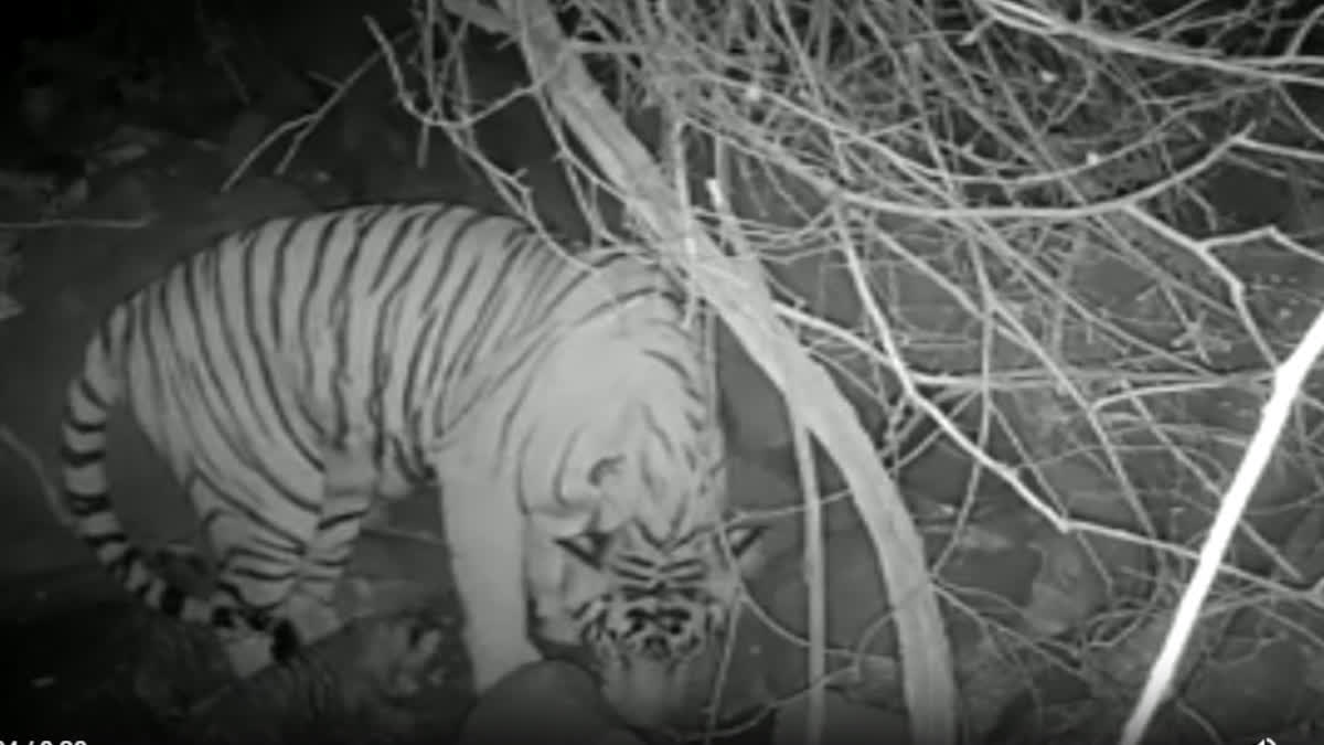 Tigress T117 seen with cubs in Dholpur forest area