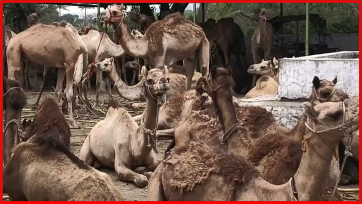 Camel Herd