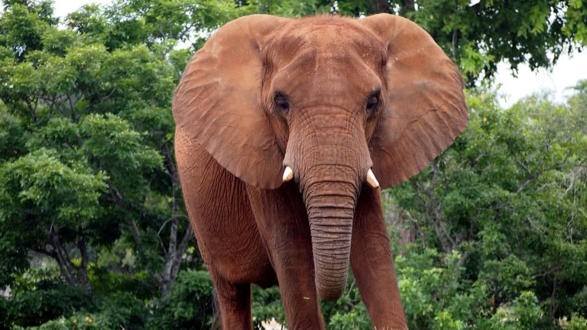 elephant kills elderly woman in Balod