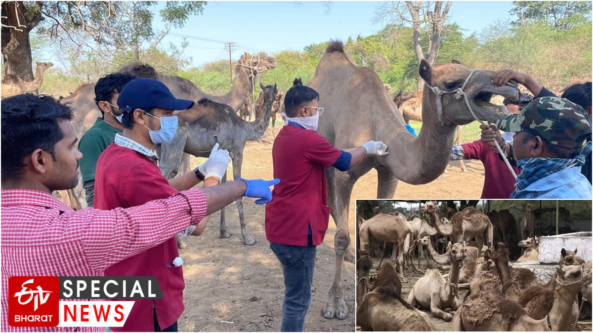 Nashik Camel Herd