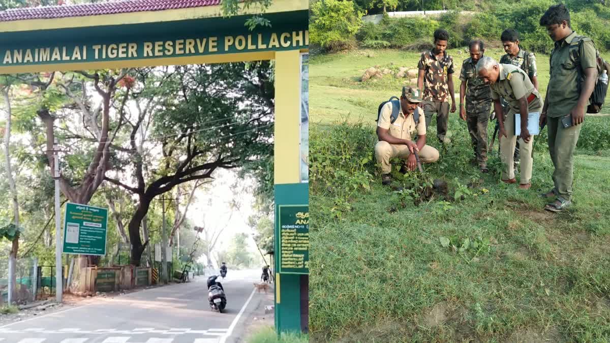 ஆனைமலை புலிகள் காப்பகத்தில் இன்று யானைகள் கணக்கெடுப்பு பணி துவக்கம்