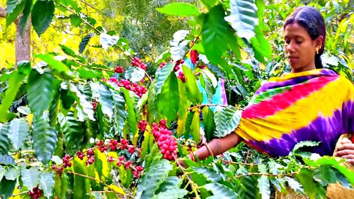 Climate crisis . coffee production . Global warming .