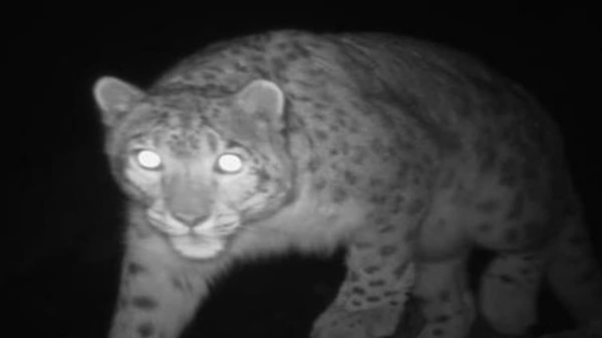 camera-trap-confirms-presence-of-snow-leopard-in-kishtwar