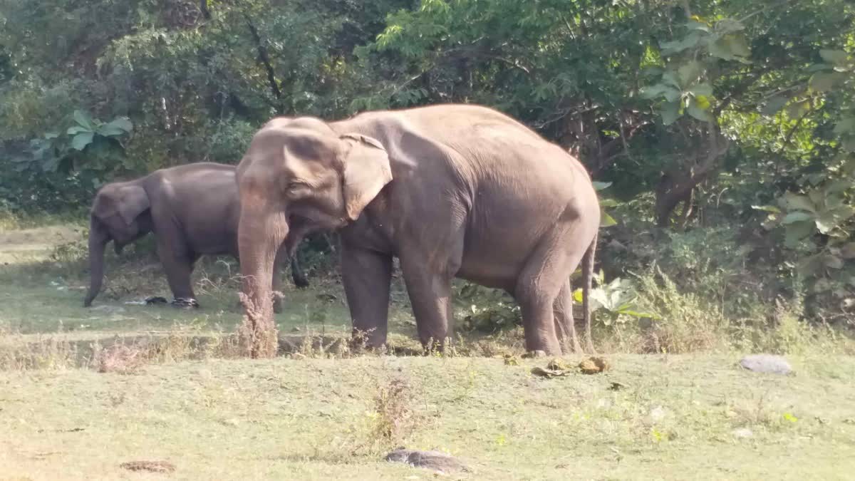 http://10.10.50.75//jharkhand/17-May-2023/jh-pal-02-death-of-elephant-pkg-7203481_17052023155523_1705f_1684319123_430.jpg