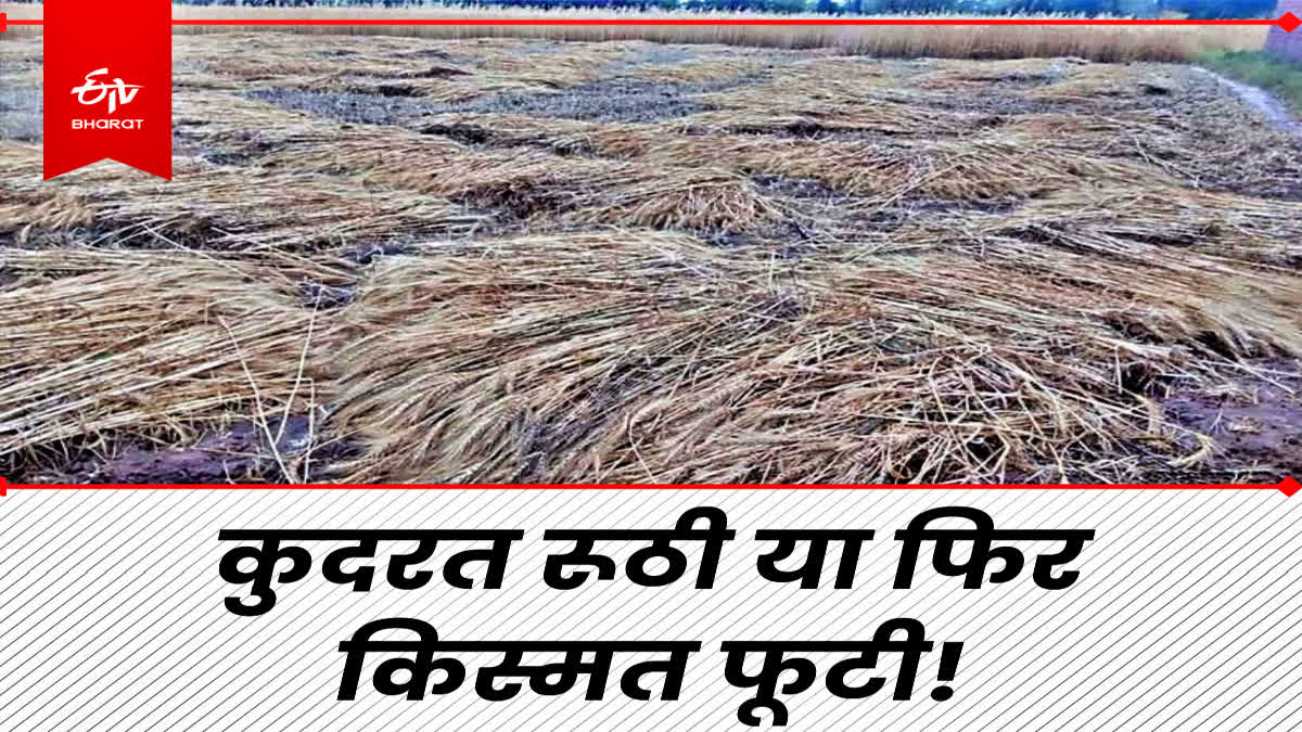 wheat crop in hamirpur