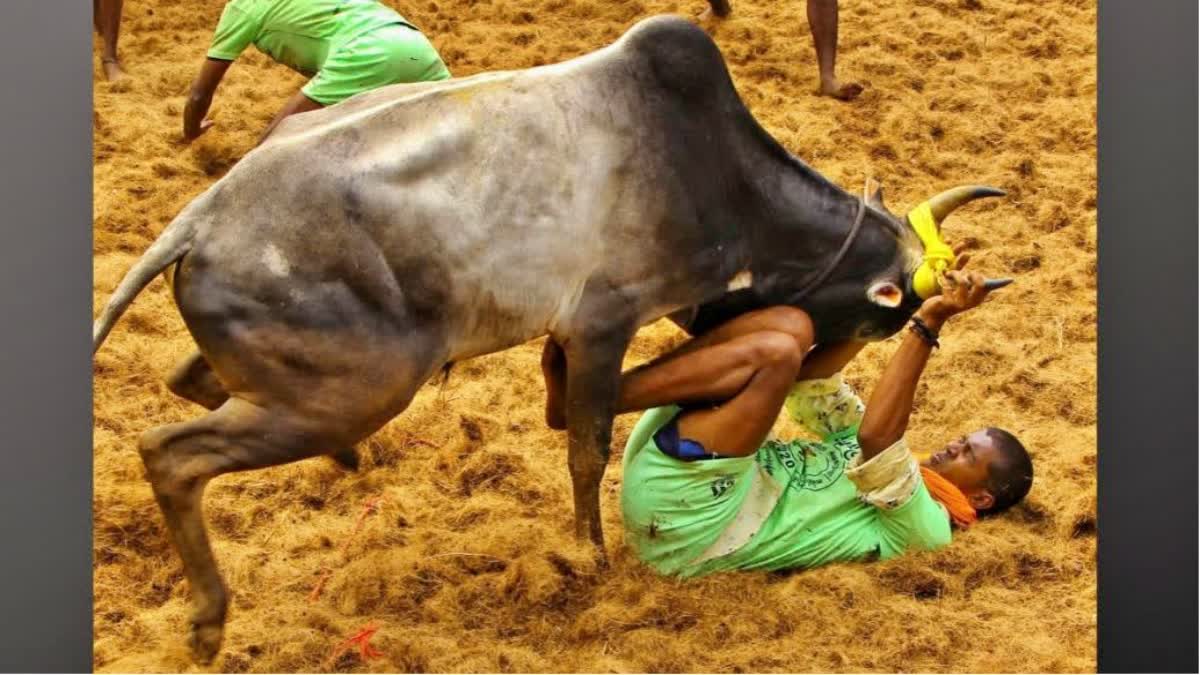 SC verdict on Jallikattu