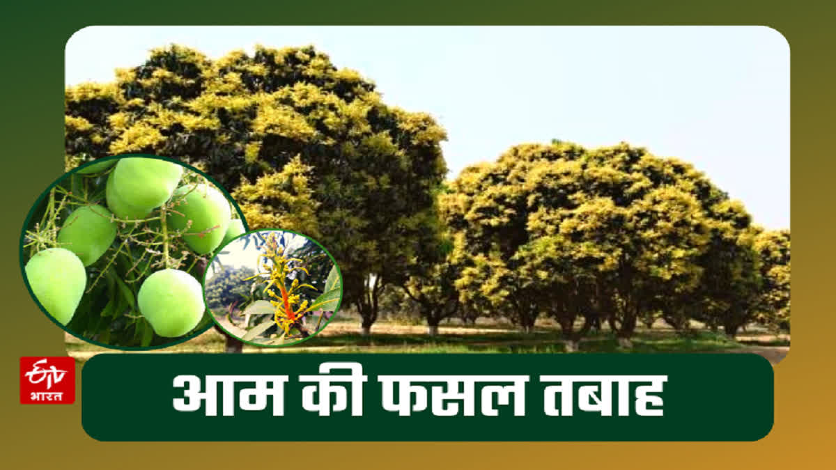 Unseasonal rain damages mango crop in Hamirpur