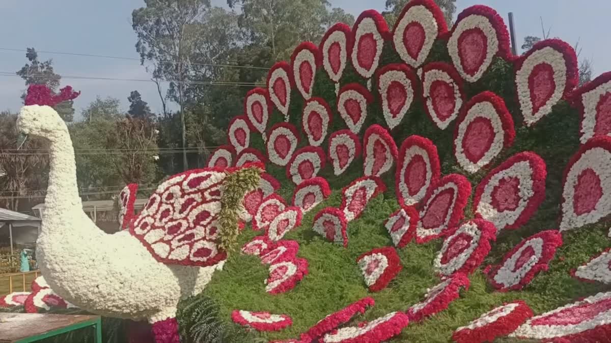 Ooty Flower Exhibition: உதகை 125வது மலர் கண்காட்சி இன்று தொடங்குகிறது