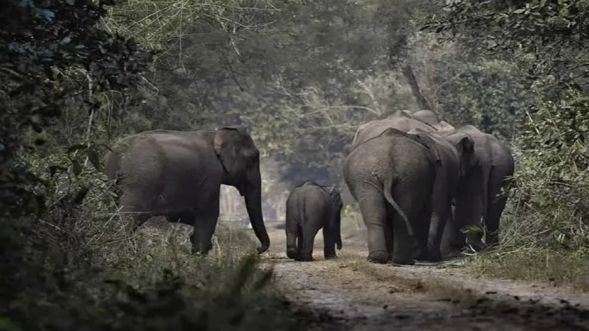 Elephants attack woman in Amjhor Forest Range