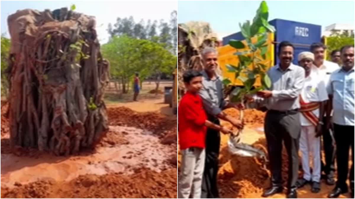 Tanjore collector brings life to 50 year old banyan tree