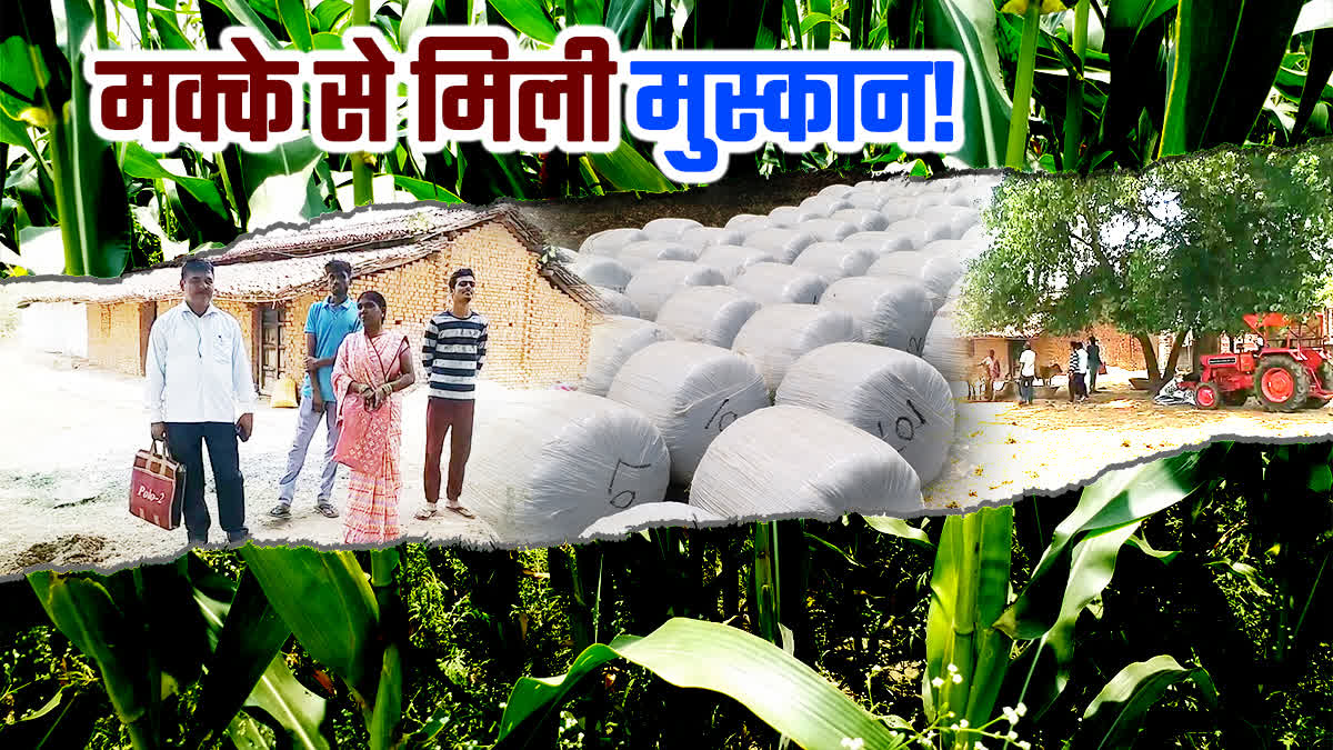 Farmers getting good income by cultivating maize in Palamu