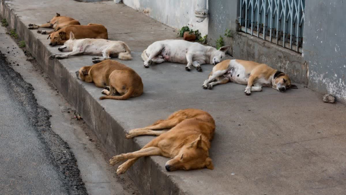 22 DOGS KILLED BY POISONING IN KHANNA OF LUDHIANA