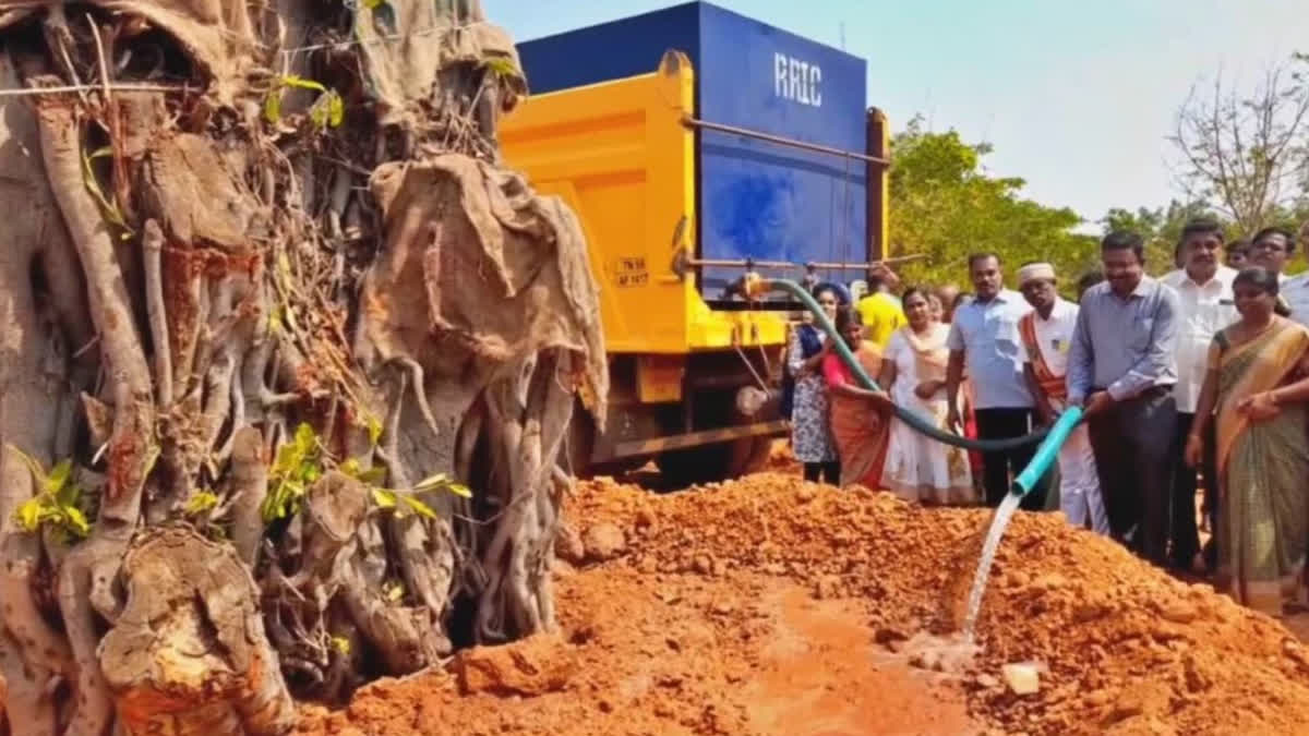 50 YEAR OLD BANYAN TREE TRANSLOCATED IN THANJAVUR COLLECTORATE CAMPUS