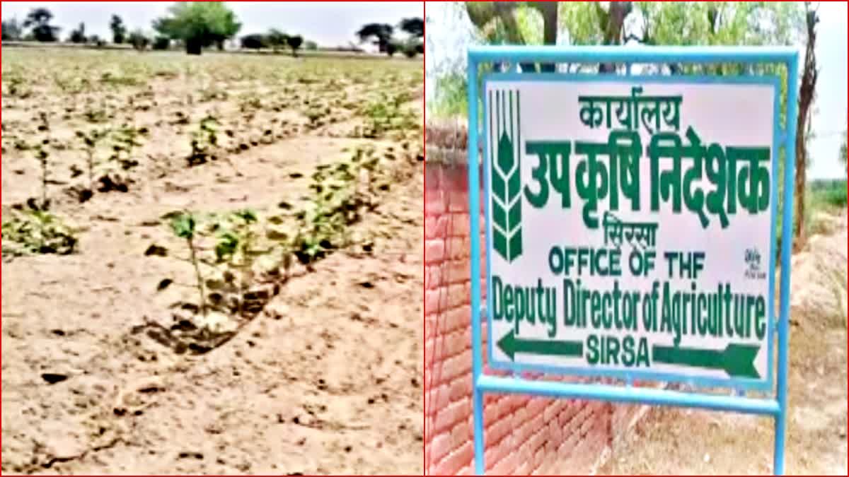 rain benefits cotton crop in sirsa