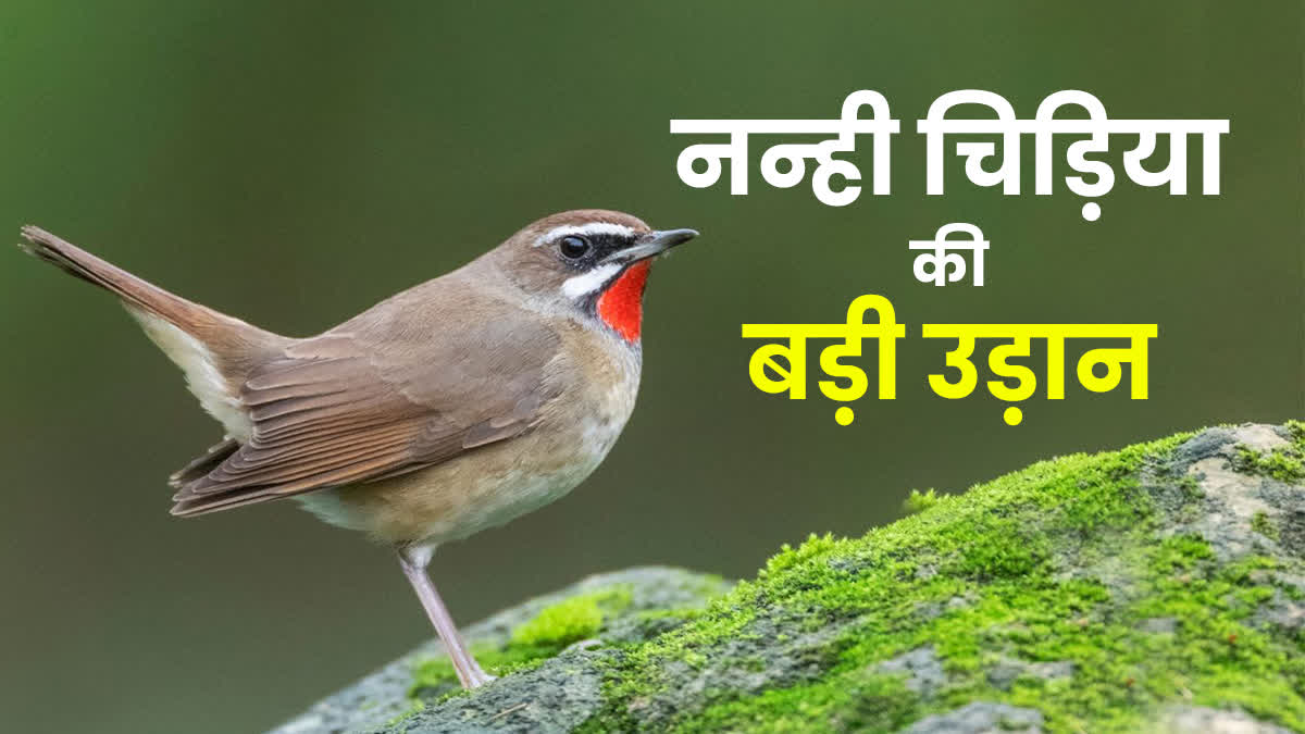 Ruby Throat unique bird