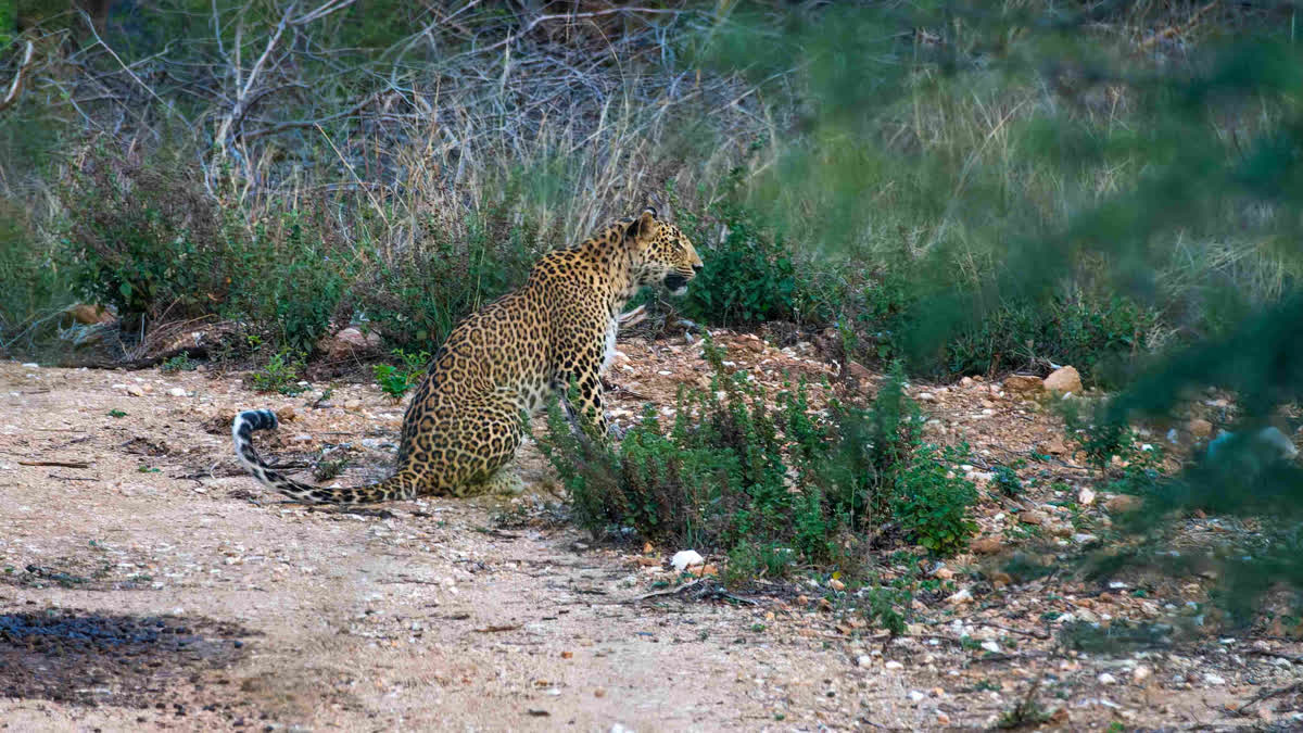 Leopard Safari in Udaipur