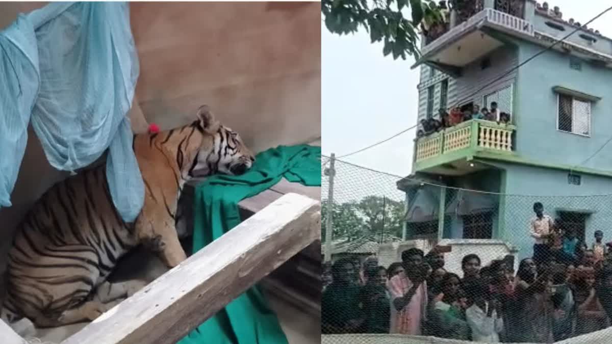 tiger-came-out-from-vtr-in-bettiah-forest-department-team-engaged-in-rescue