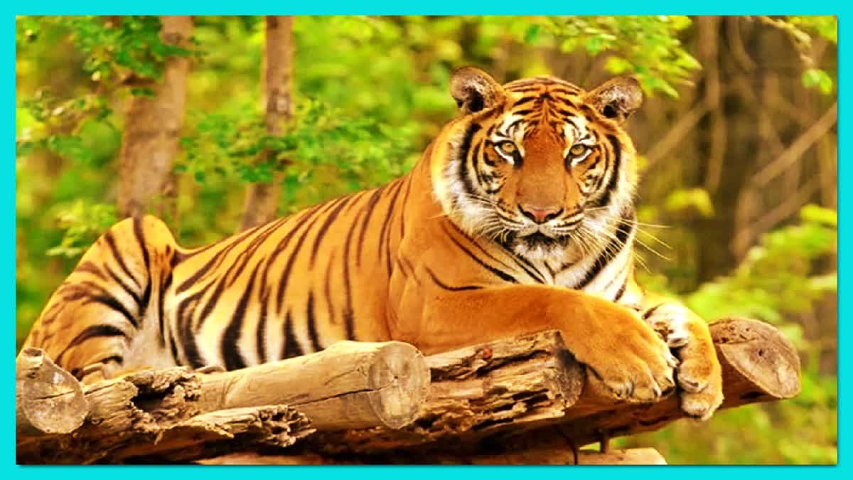 Tiger Translocation Program