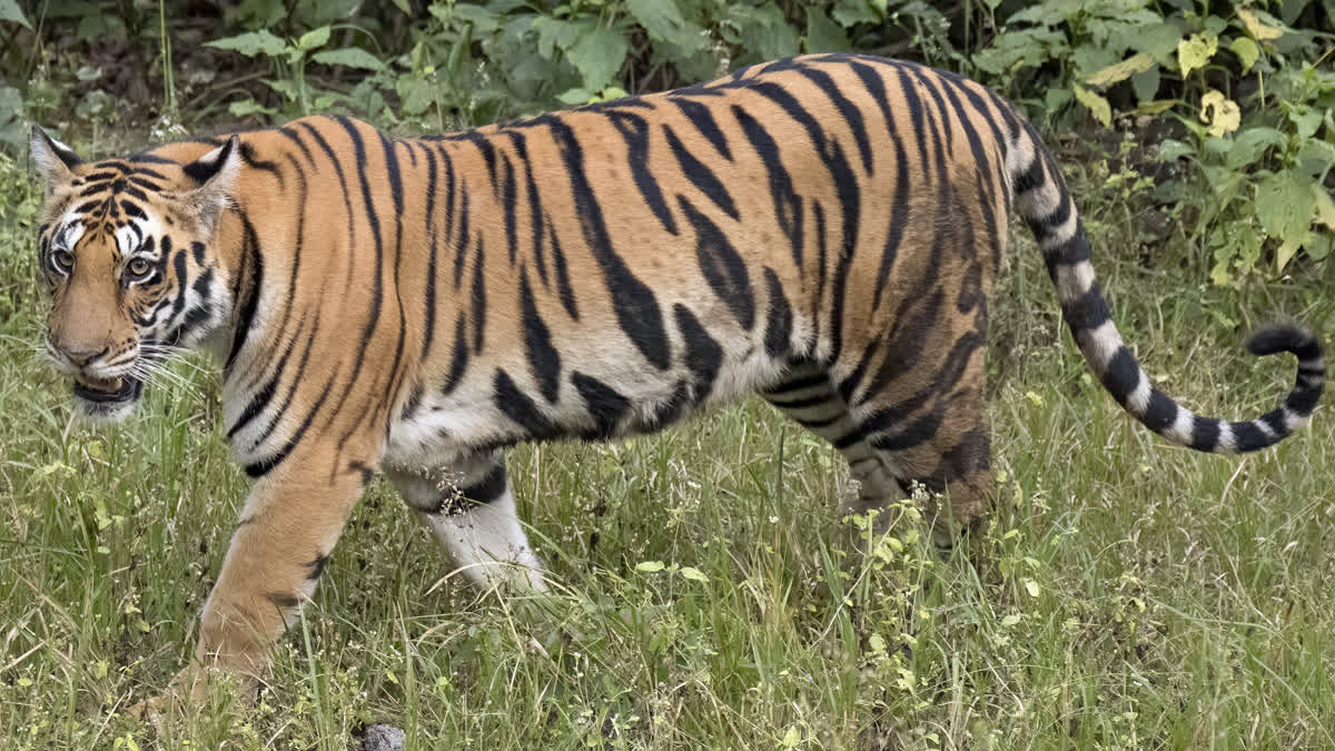 TIGER CAME OUT FROM VTR IN BETTIAH