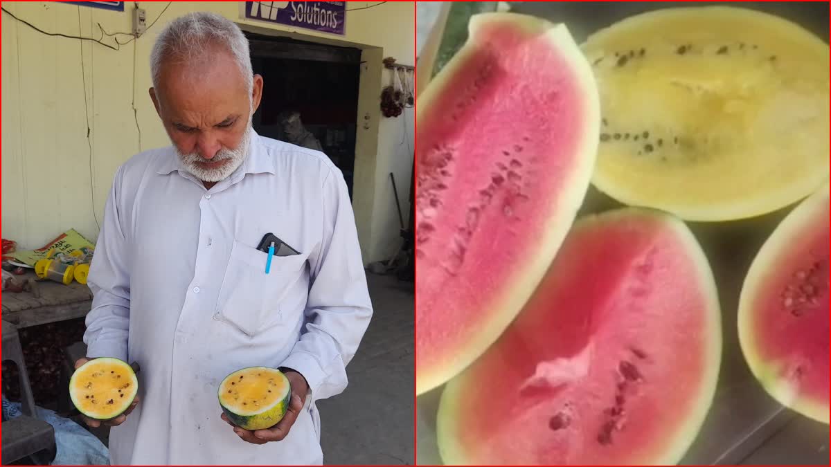 unique watermelon in haryana
