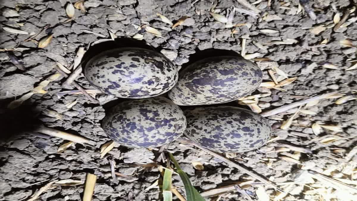 tithri lays eggs signs regarding arrival of rain