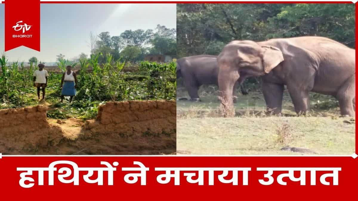 Elephants create havoc in Giridih