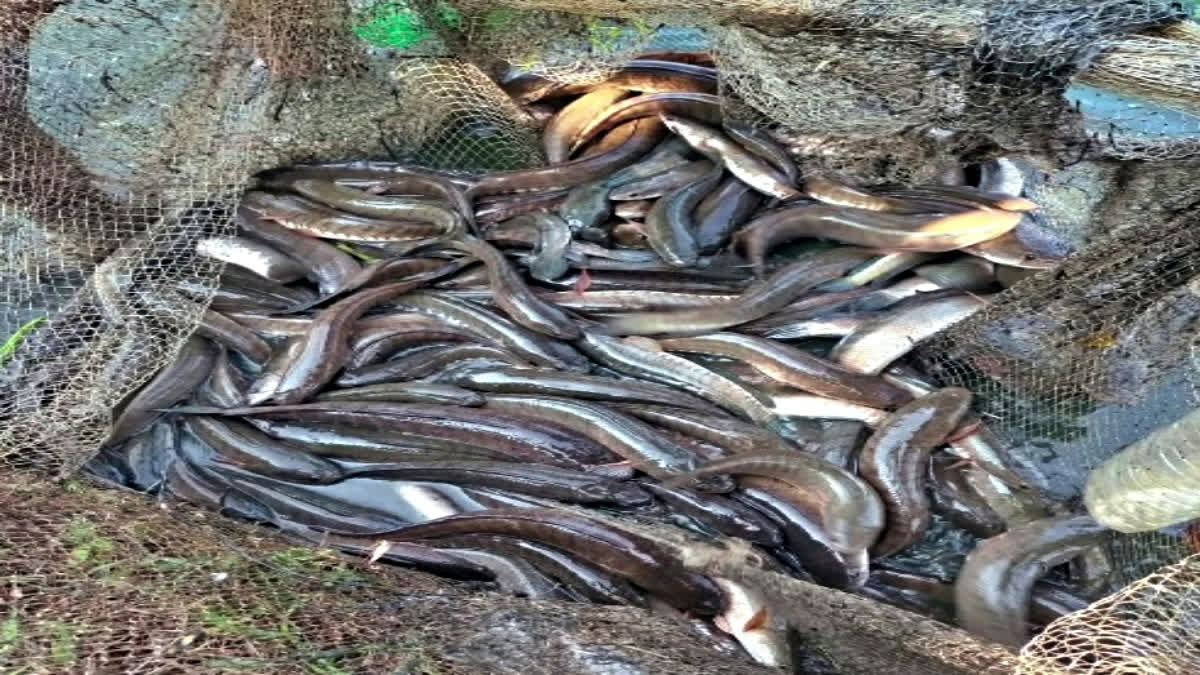 Young Farmer Doing Fish Farming