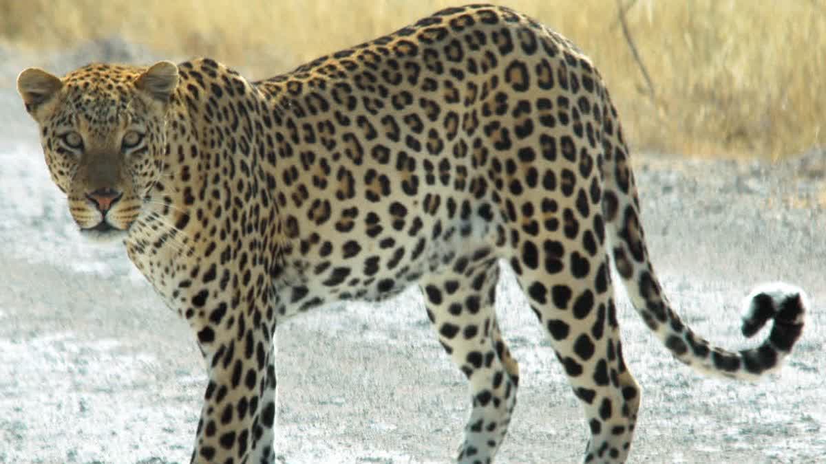 Leopard carcass found in Dhamtari