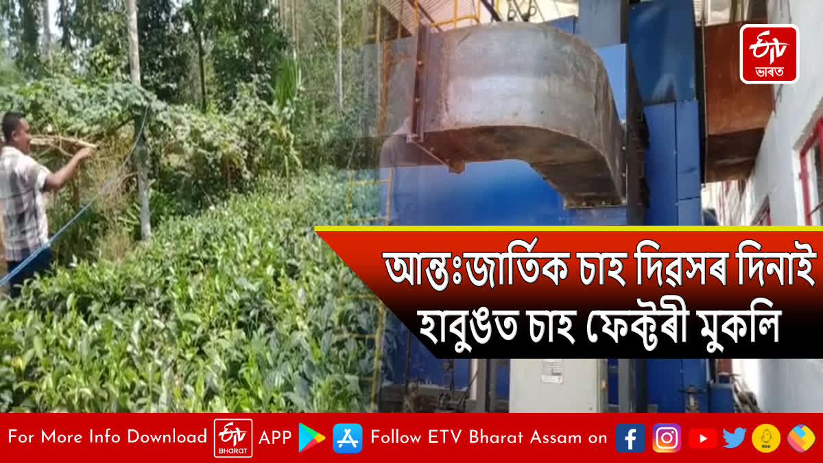 Tea factory opens on International Tea Day in Dhemaji