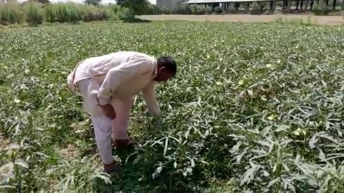 Haryana farmers loss vegetables spoiled by heat