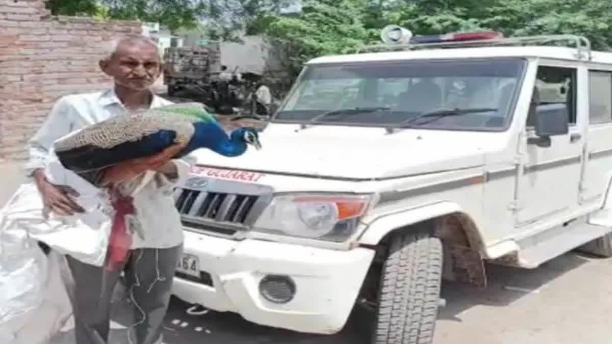 Peacocks Died due to heat in Surendranagar