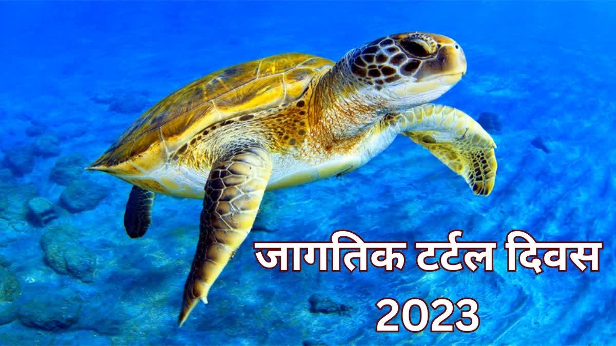 world turtle day 2023