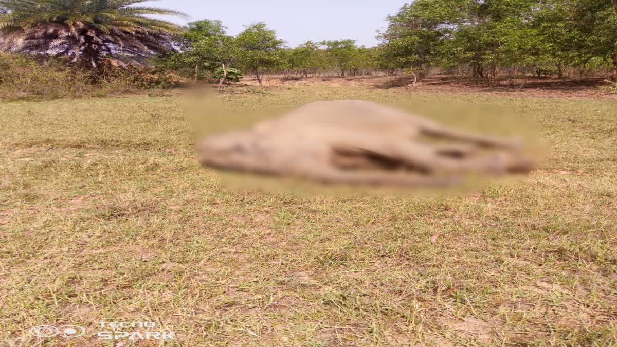 Death of old elephant Kaveri in Seraikela