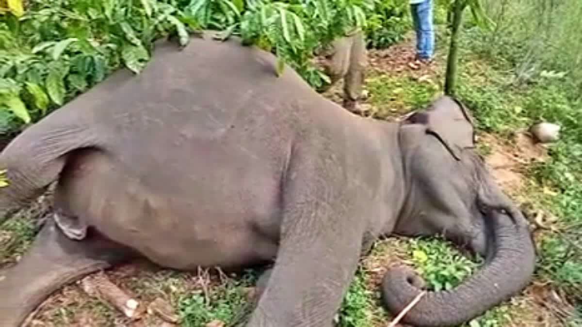 Gunshot to pregnant elephant