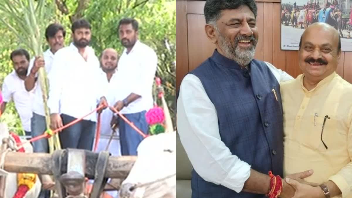 Karnataka Assembly meetings 2023 Congress MLA Ravi Ganiga arrives on bullock cart