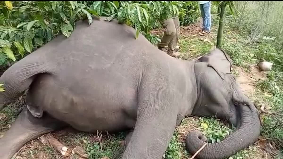 Gunshot To Pregnant Elephant: Baby Elephant Died Inside The Stomach In Karnataka