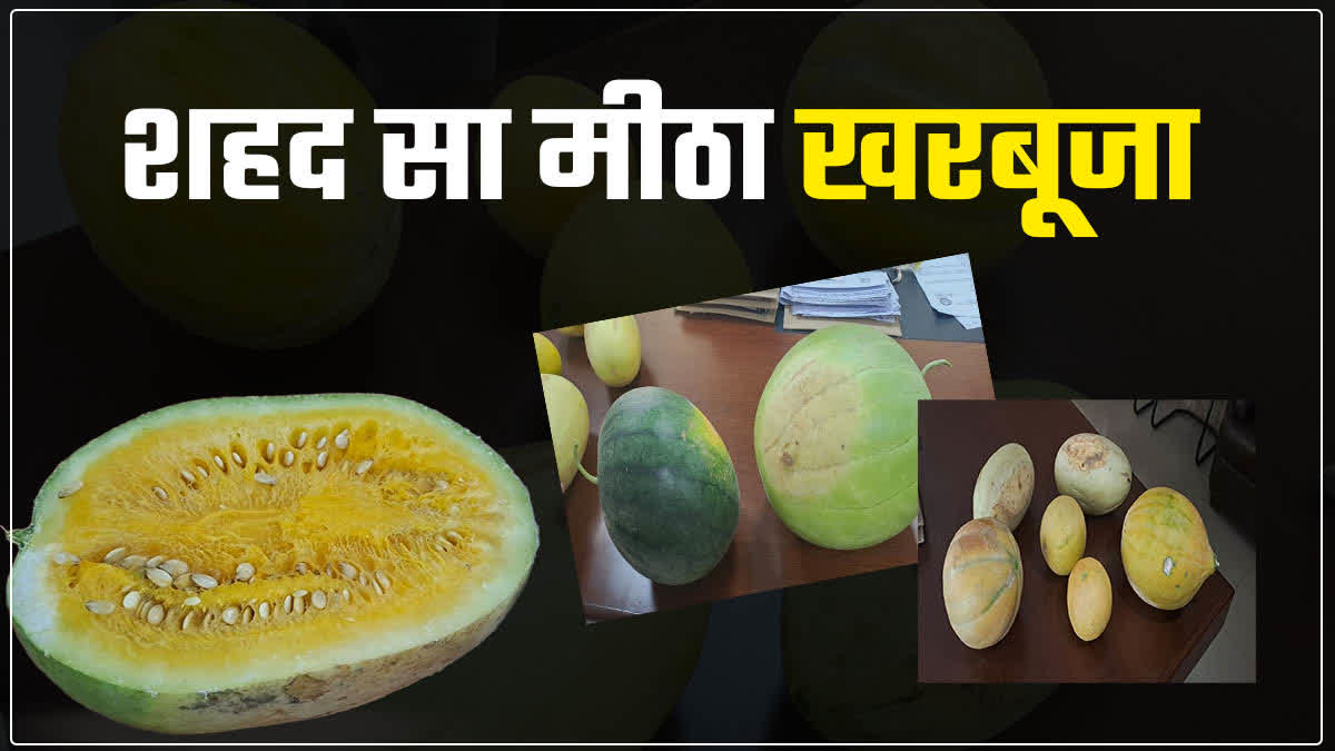 New variety of Muskmelon and Watermelon