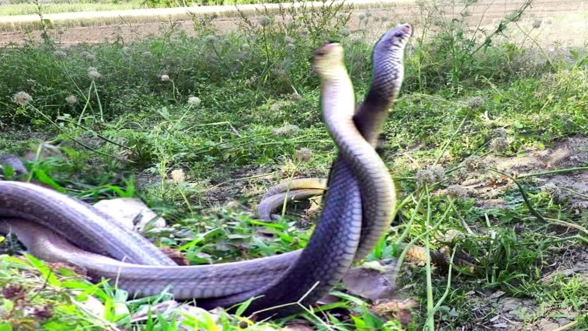 snakes meeting video