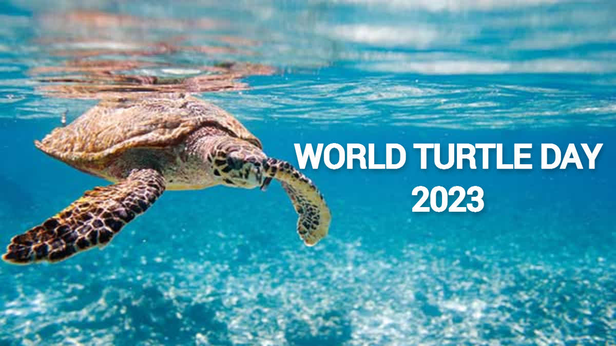 Etv BharatWorld Turtle Day 2023