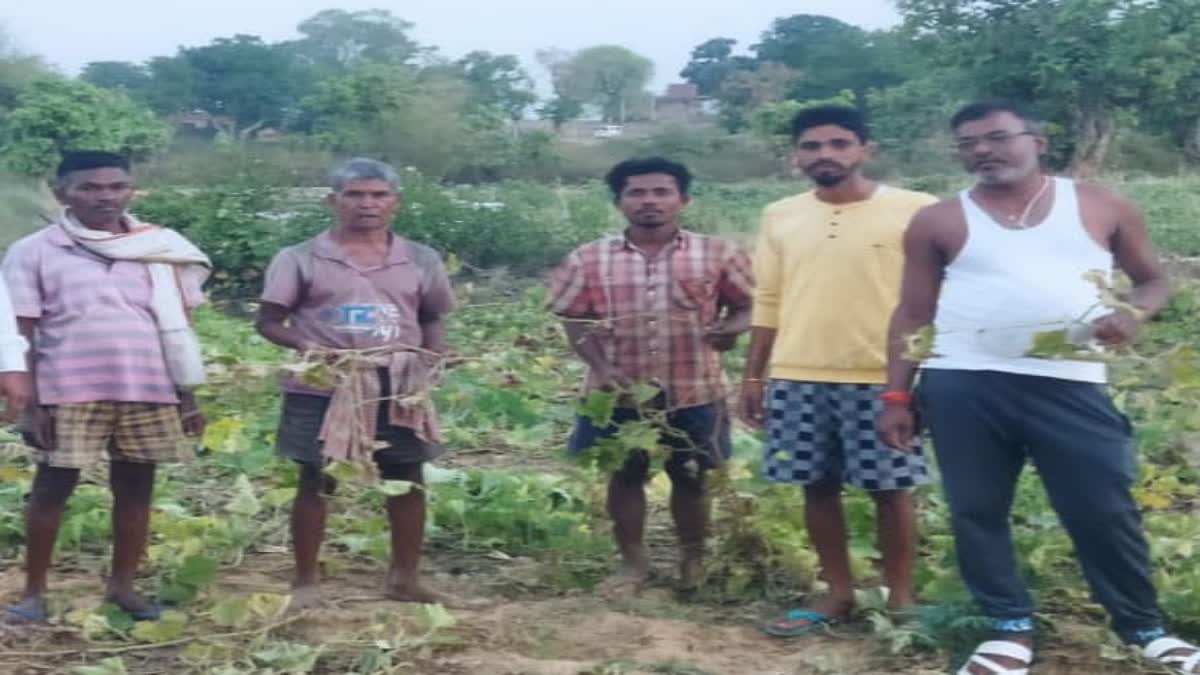 Latehar Elephant Destroying Crops and hOUSES