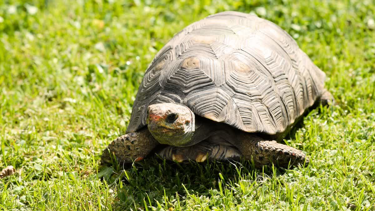 keeping turtle in house