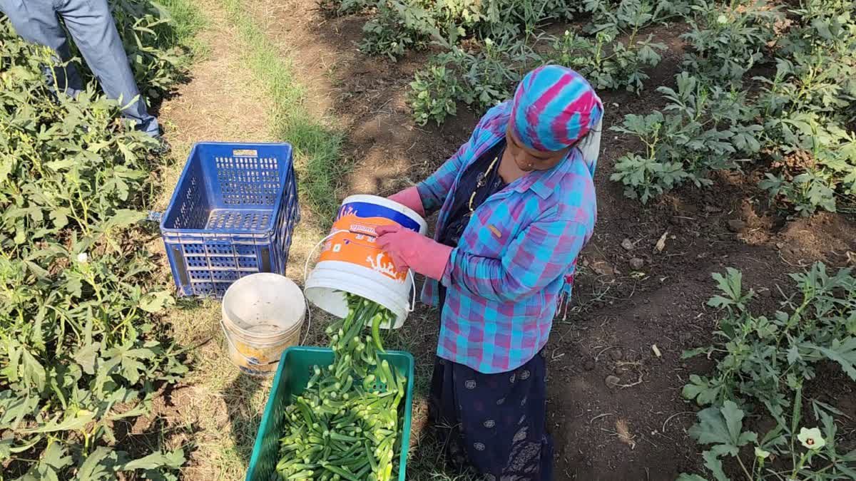 Okra Cultivation : તાપીમાં ખેડૂતો ઓર્ગેનિક રીતે ખેતી કરીને દરરોજ 7થી 8 મણ ભીંડા લે છે ઉપજ